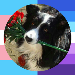 User Profile: PhoenixIsBorderCollie