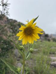 User Profile: WildflowerAndWord