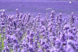 User Profile: lavenderempress