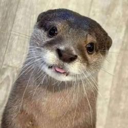 User Profile: ddmae