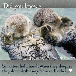 User Profile: BeeZeeOtter