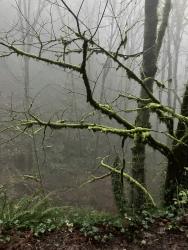 User Profile: RainWalks