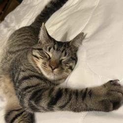 User Profile: independentPlum4206