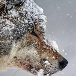 User Profile: Drifterbynature