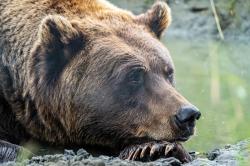 User Profile: Joubear