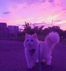 User Profile: nyxaster