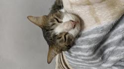 User Profile: tabbytabby