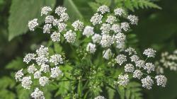 User Profile: purpleHemlock3913