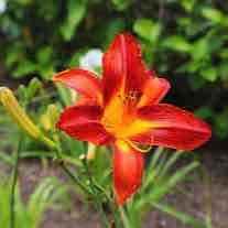 User Profile: FireBloom
