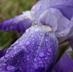 User Profile: OrneryIris