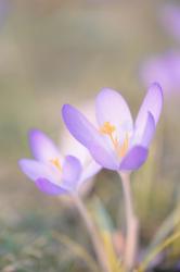 User Profile: raspberrySpring5825