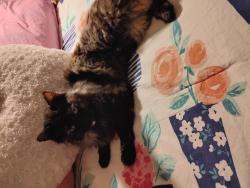 User Profile: DCcat1989