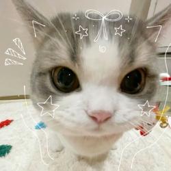 User Profile: calycocat