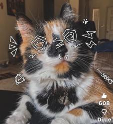User Profile: Rexonpawz