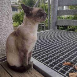 User Profile: SchneewittcheN03