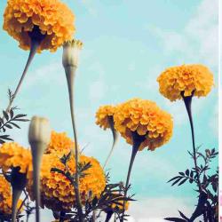 User Profile: adaptableAcres6240