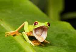 User Profile: treefrog1234