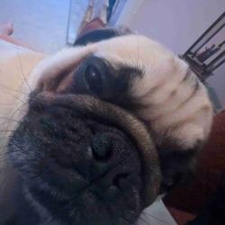 User Profile: Puglover2313