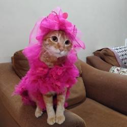 User Profile: amicableZebra1684