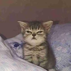 User Profile: DazeDaisyDazzle