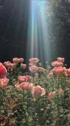 User Profile: 8456