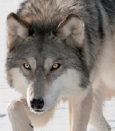 User Profile: DireWolf62