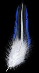 User Profile: FrostFeather
