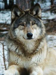 User Profile: WolfLover0