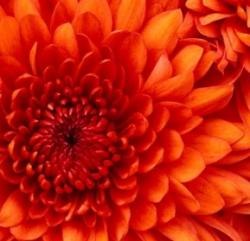 User Profile: DepressedGurl14