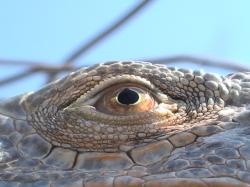 User Profile: KINETIClllllREPTILE