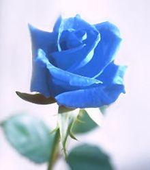 User Profile: sonofrageandlove