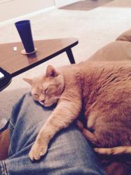 User Profile: rationalKitten5364