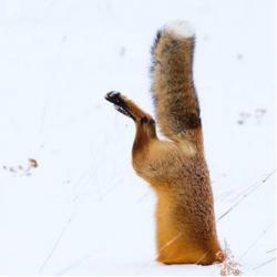 User Profile: OneThousandAndOneCats