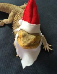 User Profile: BeardedDragonThing