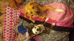 User Profile: Paigelovesdogs2