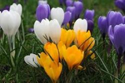 User Profile: SpringTimeFlower