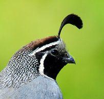 User Profile: SmallQuail