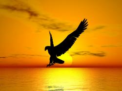 User Profile: FreedomHawk