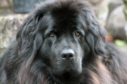 User Profile: forcefulWatermelon1720