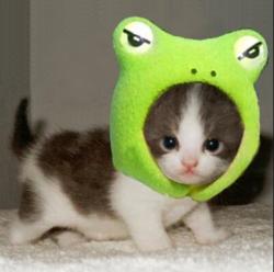 User Profile: CatsInTheCradle