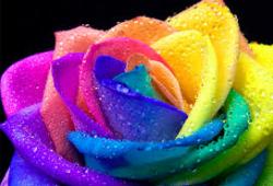 User Profile: CarissaRose