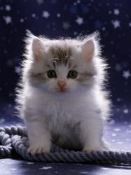 User Profile: GraceKitten
