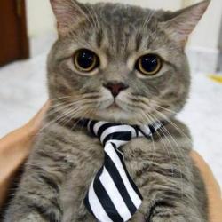 User Profile: hugglecat