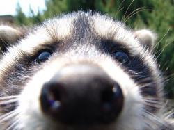 User Profile: ILikeRaccoons