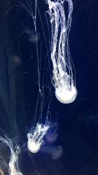 User Profile: seashelll