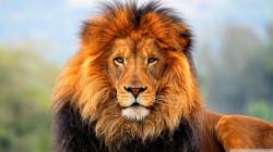 User Profile: SnowyWinterlion