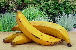 User Profile: Panamabanana