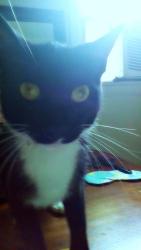 User Profile: Pocketty