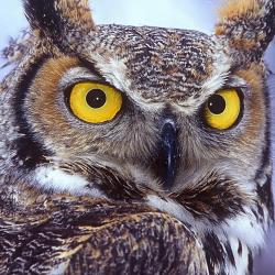User Profile: smallnightowl