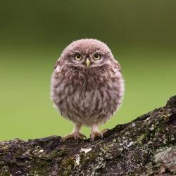 User Profile: Jazelin